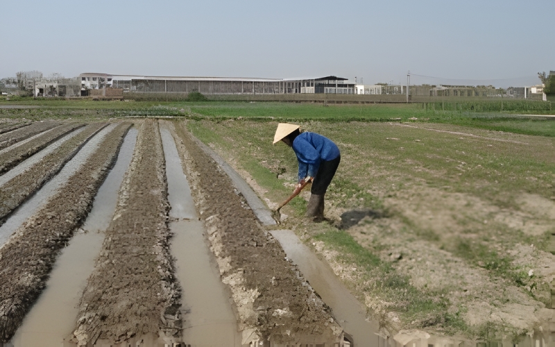 Phương pháp tưới dải