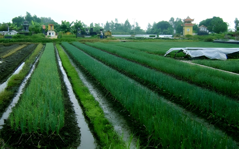 Phương pháp tưới rãnh