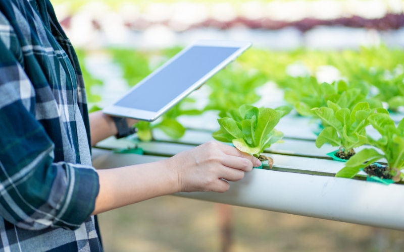 Quy trình xây dựng mô hình Smart Agriculture