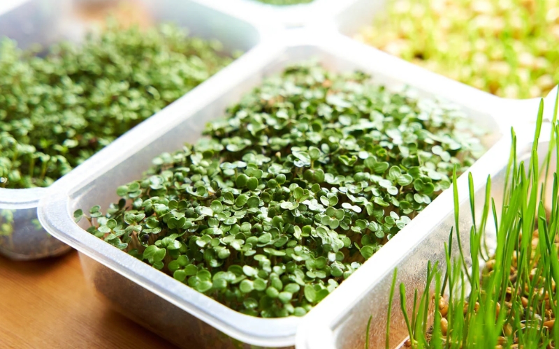 Rau mầm hạt chia có tác dụng gì
