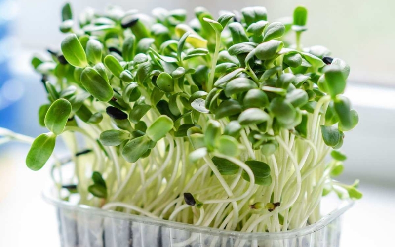 Rau mầm là gì