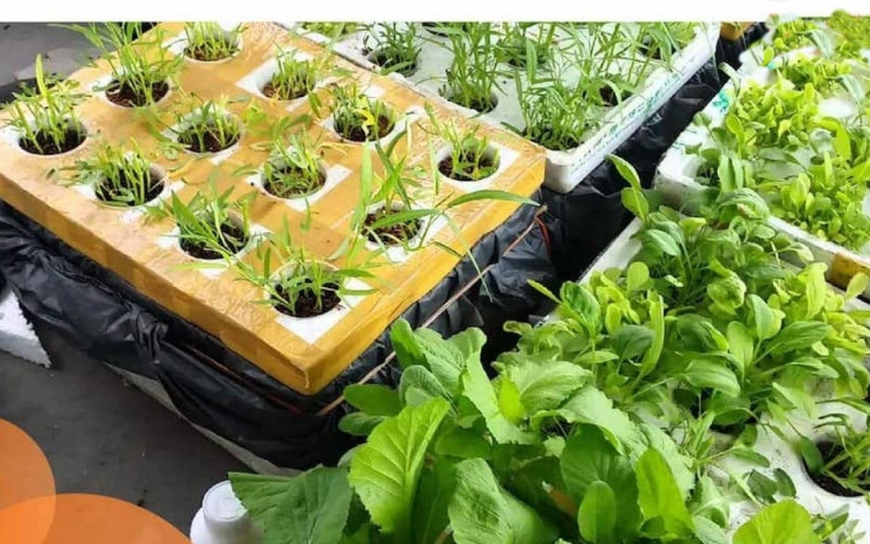 Những rủi ro có thể gặp khi trồng rau bằng thùng xốp