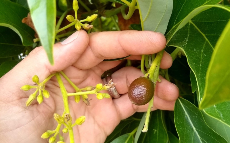 Sâu bệnh gây hại hoa và trái non