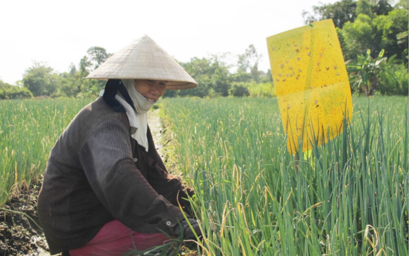 Sử dụng bẫy sinh học để kiểm soát cào cào