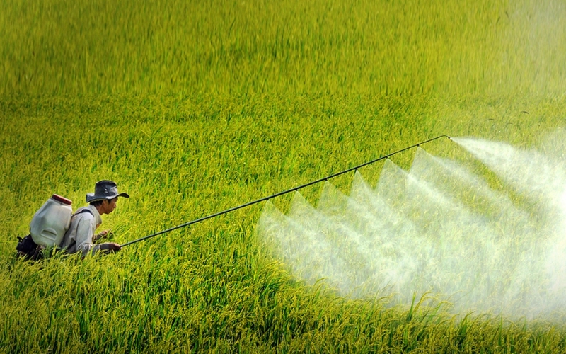 Sử dụng thuốc bảo vệ thực vật khi cần thiết