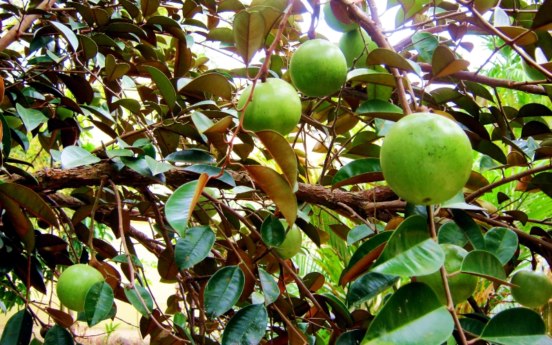 Tác dụng của kỹ thuật khoanh vỏ cây vú sữa