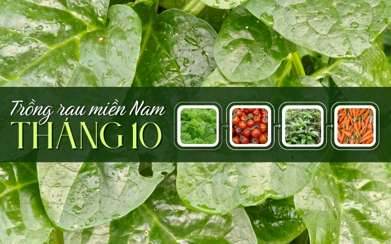 Tháng 10 trồng rau gì ở miền Nam
