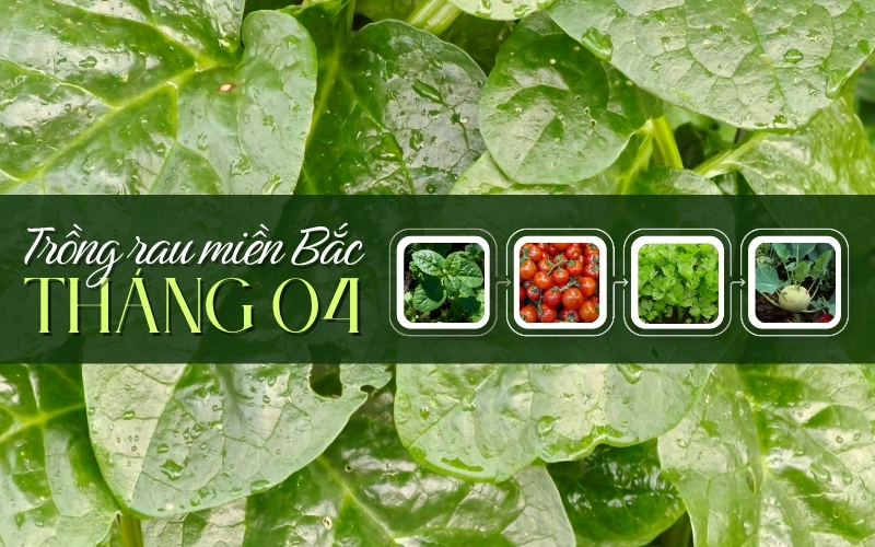 Tháng 4 trồng rau gì ở miền Bắc