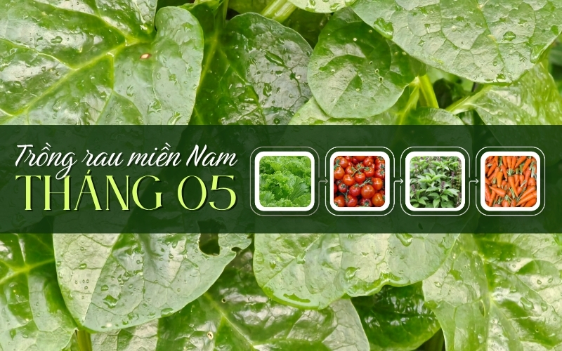 Tháng 5 trồng rau gì ở miền Nam