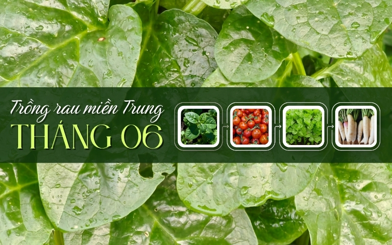 Tháng 6 trồng rau gì ở miền Trung