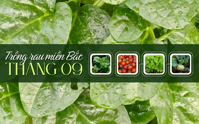 Tháng 9 trồng rau gì ở miền Bắc