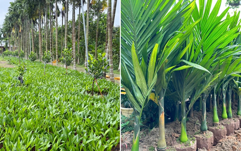 Thời điểm tốt nhất để ươm cau giống