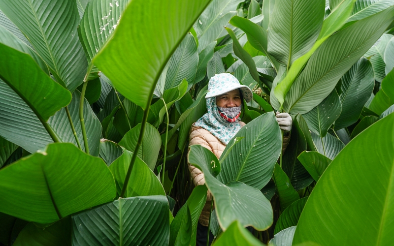 Thời vụ thích hợp để trồng cây lá dong
