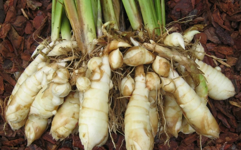 Thời vụ trồng củ bình tinh tốt nhất