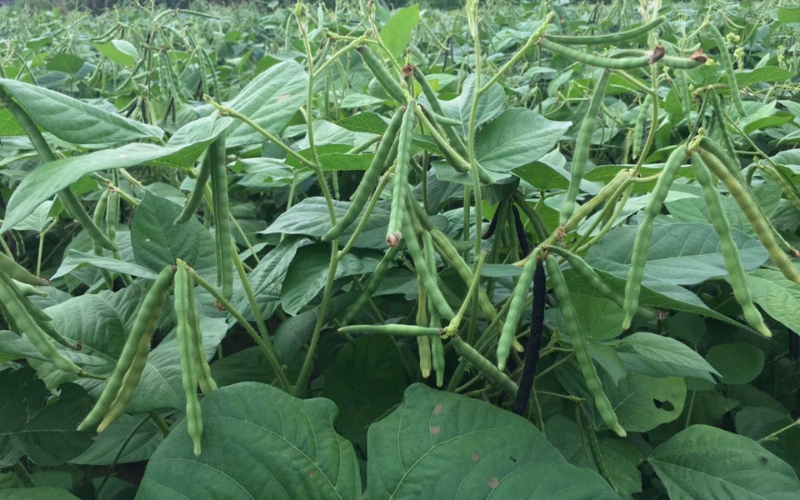 Thời vụ trồng đậu xanh