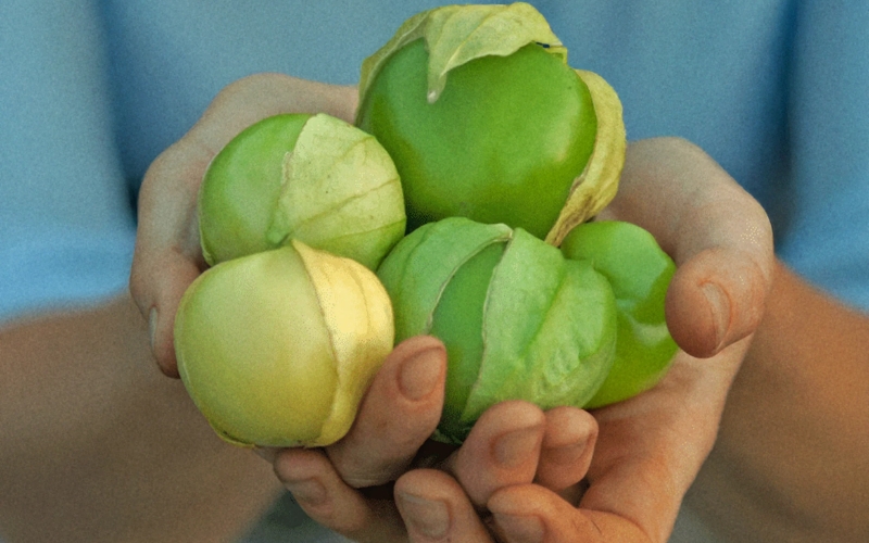 Thu hoạch và bảo quản trái tomatillo