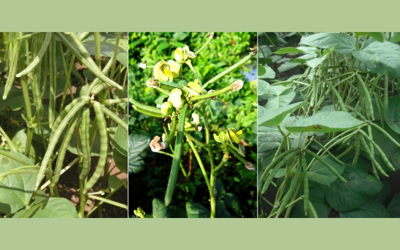 Tiềm năng kinh tế của cây đậu xanh