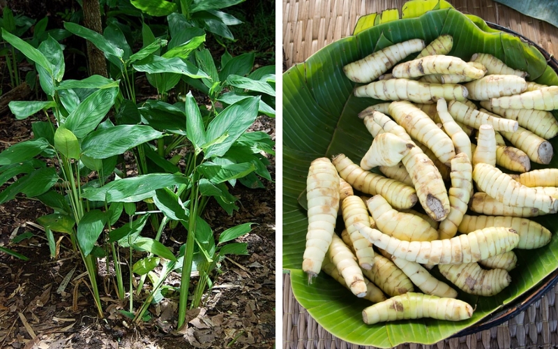 Tiềm năng kinh tế của củ bình tinh
