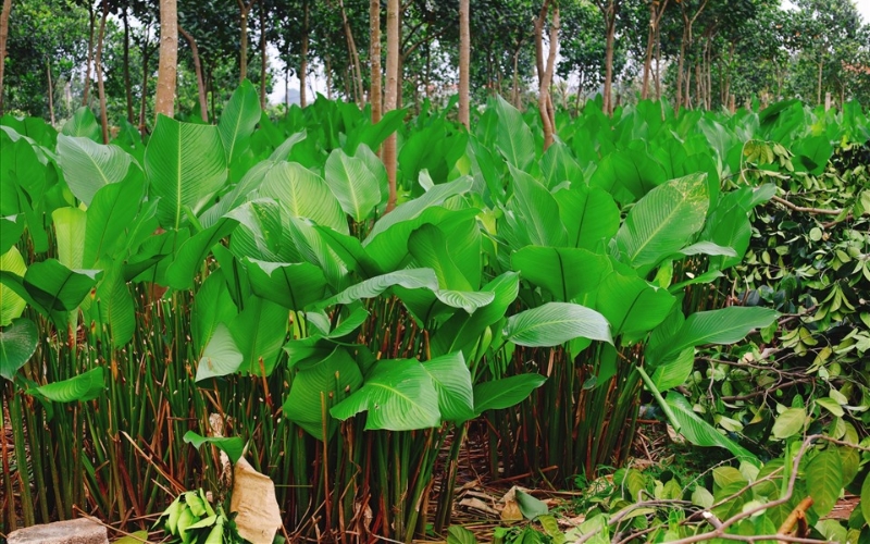 Tiến hành kỹ thuật trồng dong lấy lá