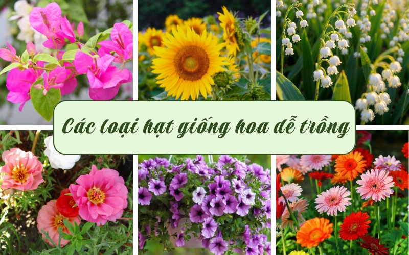 Tiêu chí chọn hạt giống hoa dễ trồng và nhanh nảy mầm