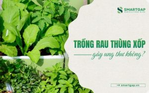 trồng rau thùng xốp gây ung thư