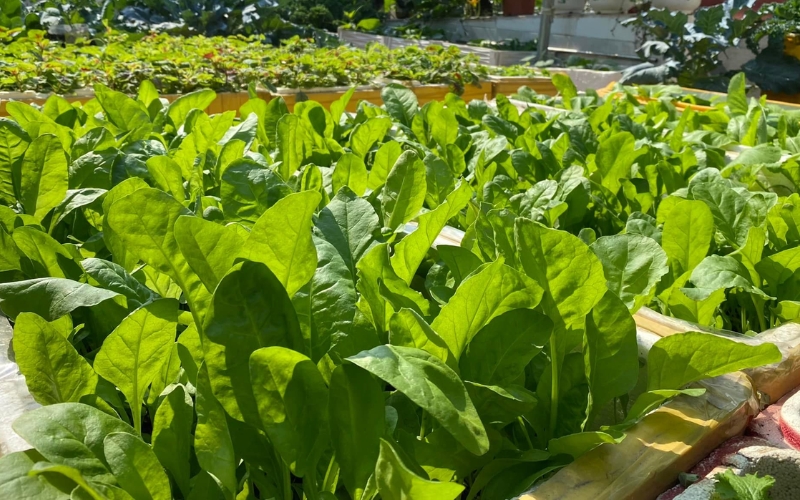 Trồng rau thùng xốp gây ung thư không