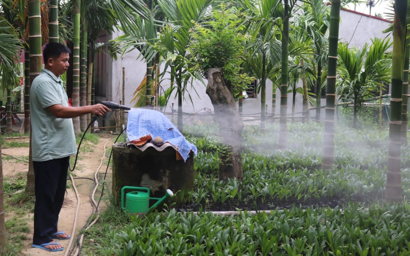 Tưới nước cho cây cau