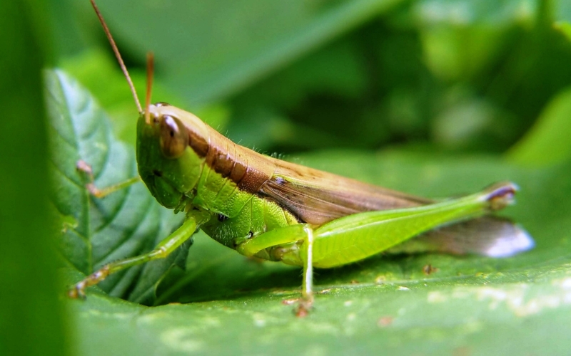 Vòng đời phát triển của cào cào lúa