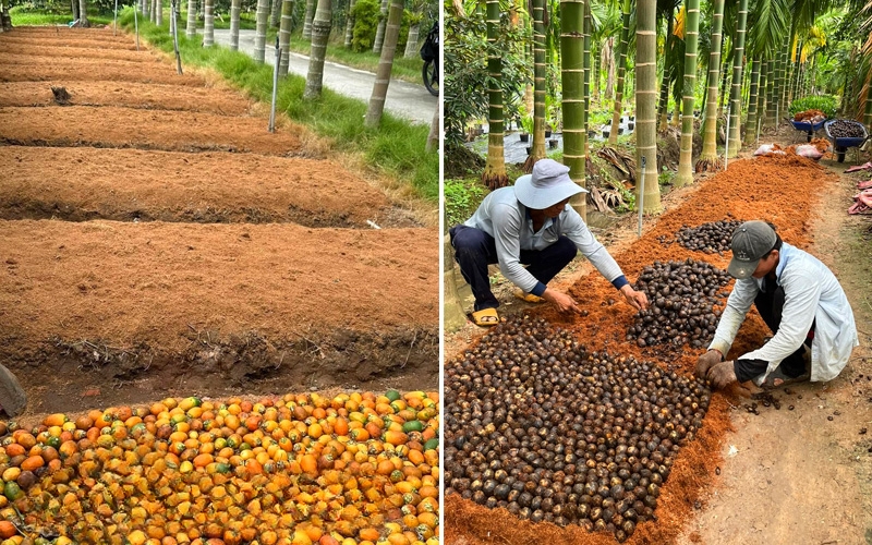 Xếp các quả cau sít nhau trên mặt cát
