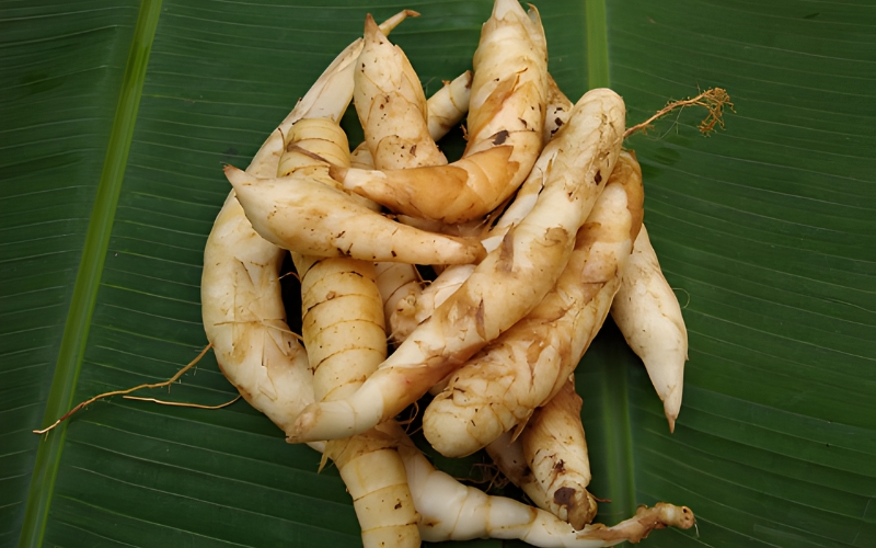 Xử lý củ giống trước khi trồng