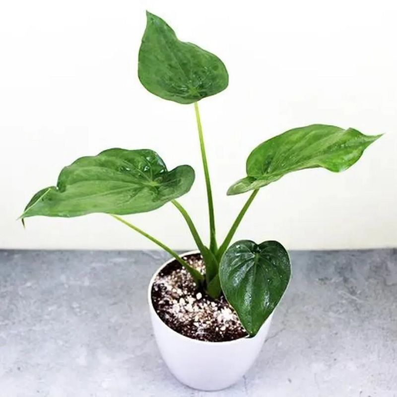 Ý nghĩa phong thủy của cây môn tai Phật