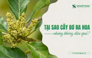 bơ ra hoa nhưng không đậu quả