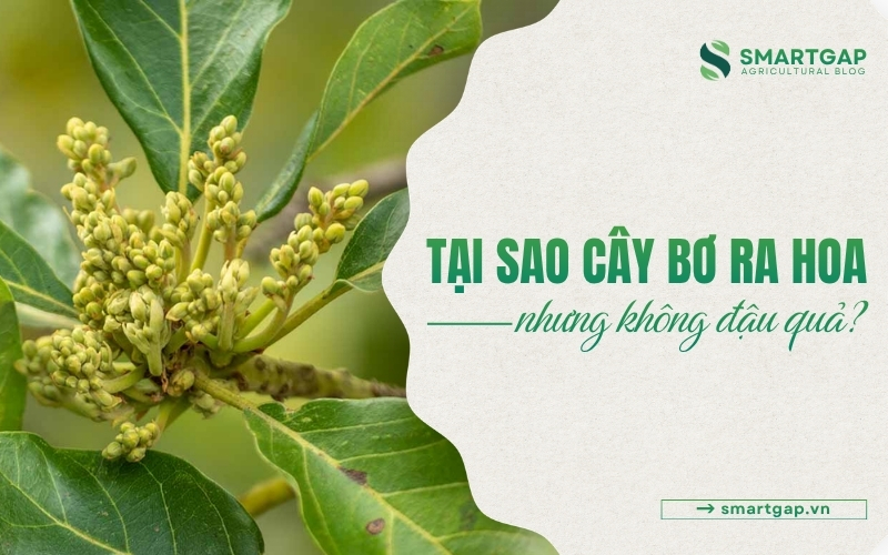 bơ ra hoa nhưng không đậu quả