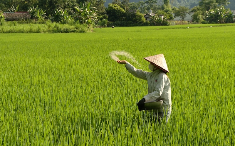 bón phân cho lúa vụ Đông Xuân