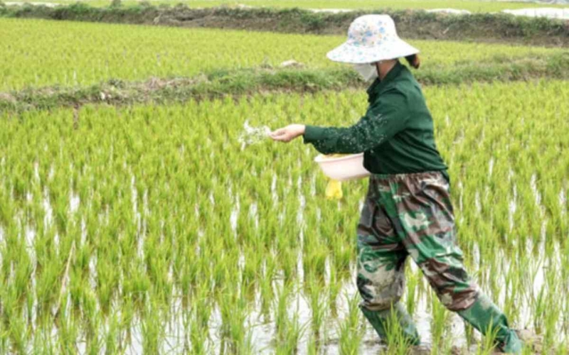 bón phân cho lúa vụ Hè Thu