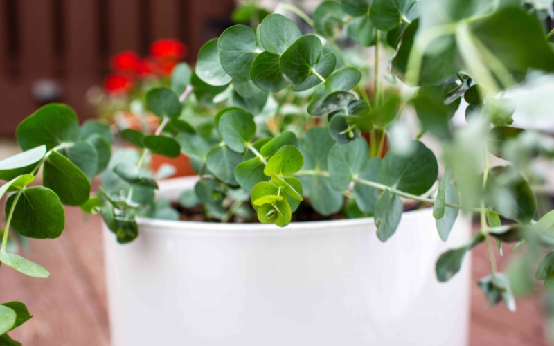 Các loại cây đô la phổ biến