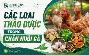 các loại thảo dược trong chăn nuôi gà