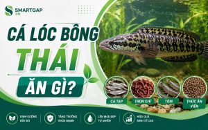cá lóc bông Thái ăn gì