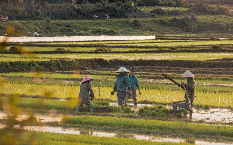 các vụ lúa trong năm ở miền Bắc