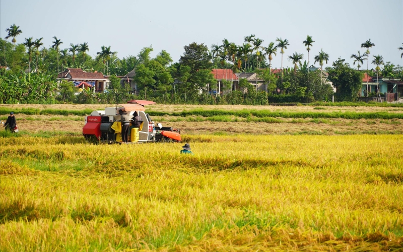 các vụ lúa trong năm ở miền Trung