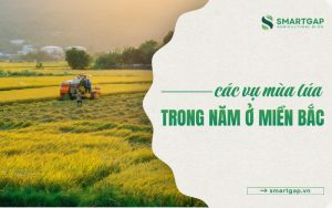 các vụ mùa lúa trong năm ở miền Bắc