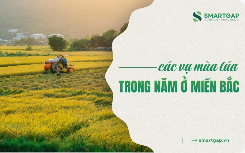 các vụ mùa lúa trong năm ở miền Bắc