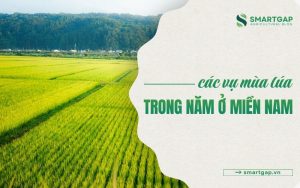 các vụ mùa lúa trong năm ở miền Nam