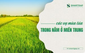 các vụ mùa lúa trong năm ở miền Trung