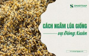 cách ngâm lúa giống vụ Đông Xuân
