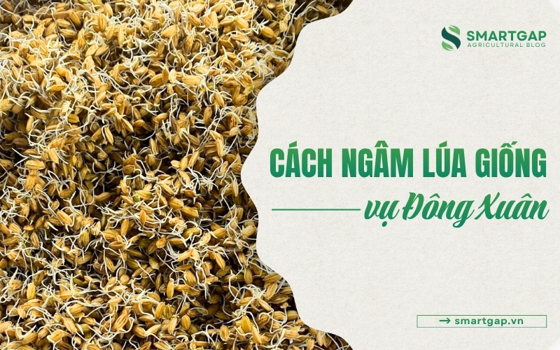 cách ngâm lúa giống vụ Đông Xuân