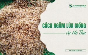 cách ngâm lúa giống vụ Hè Thu