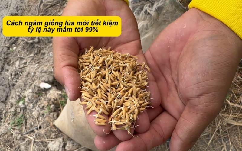 Cách ngâm ủ lúa giống nhanh nảy mầm