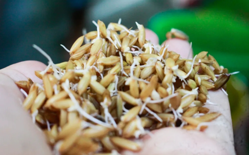 lúa giống đạt tiêu chuẩn gieo sạ vụ Hè Thu