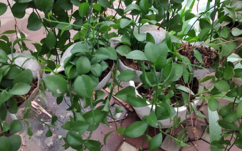 Cách nhân giống cây đô la từ bụi tách